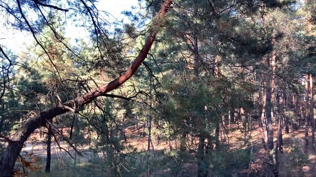 Последние Грибы 2022 года! Не густо, но и не пусто смотреть онлайн