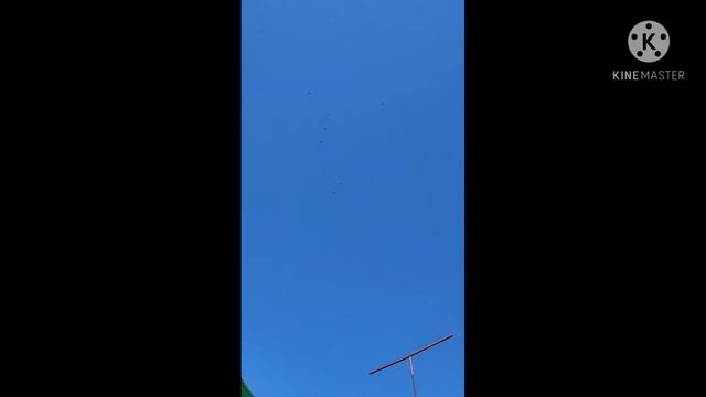 прокидка голубей смотреть онлайн