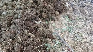 Кормим КРАСНЫХ Калифорнийских Червей #биогумус #черви #компост #земля.