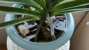 ОРХИДЕЯ ВАНДА ВИННОГО ЦВЕТА - УХОД, УСЛОВИЯ, ПОЛИВ, ДЛИТЕЛЬНОСТЬ ЦВЕТЕНИЯ. ОТ А ДО Я! ORCHID VANDA!