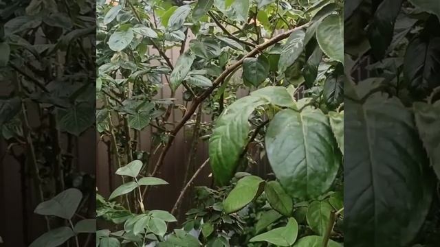 расстояние между розами, часть 3 смотреть онлайн