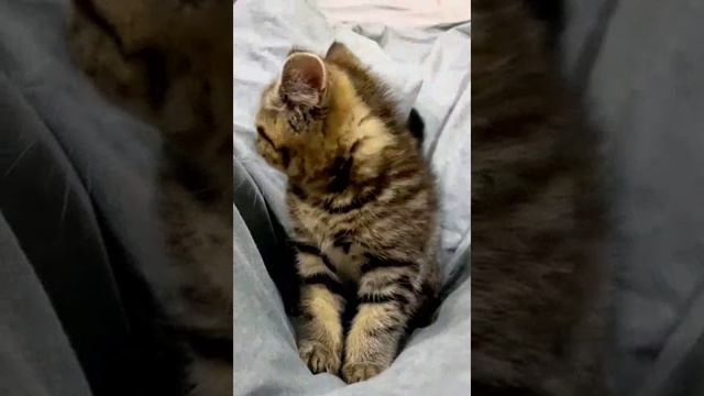 Cat Кошки Котята Коты #Shorts 1350.mp4