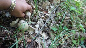 Грибы поддубники или сатанинские?