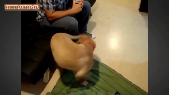 Лабрадор - Забавные Лабрадоры Видео Подборка. [NEW HD]