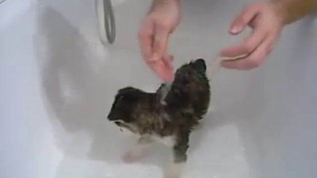 Как надо мыть щенка хаски. смотреть онлайн