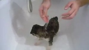 Как надо мыть щенка хаски.