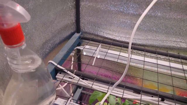 Обзор рассады на 28 марта смотреть онлайн