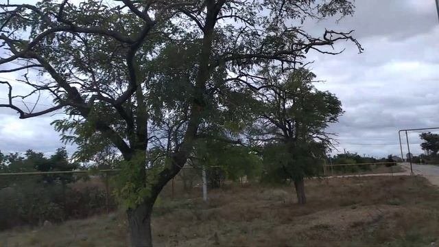 Ястребинка волосистая.Еще один отличный медонос и пыльценос северного Крыма.