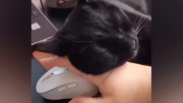 приколы с животными 2 коты собаки и прочие.