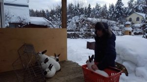 КРОЛИКИ на ДАЧЕ так сможет каждый Выращивание КРОЛИКОВ