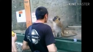 Не умный человек дразнит обезьяну.