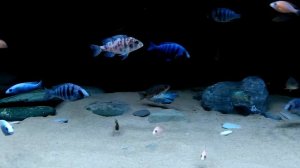 Цихлиды группы Утака в 800 литрах.