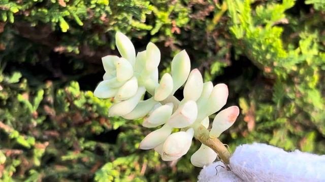 Echeveria ‘Tango’ Variegated
