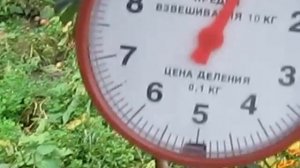Угощайтесь! Сорт груши - Бэра летняя -