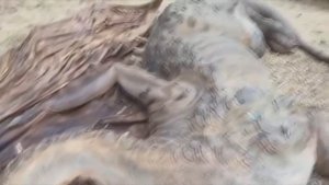 Драконы, которых удалось снять на видео