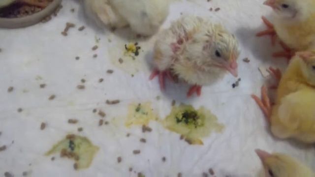 Кооб 500 Чехия бройлер смотреть онлайн