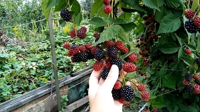 Особенность сбора ягод ежевики Вождь Джозевф смотреть онлайн