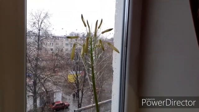 VLOG: Комнатные цветы. Цветение Алоэ. #комнатныецветы #цветынаподоконнике #цветок #цветы #flowers