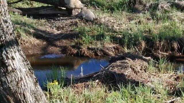 Тверская область(2023).Проделки бобров.Почти перекрыли ручей. смотреть онлайн