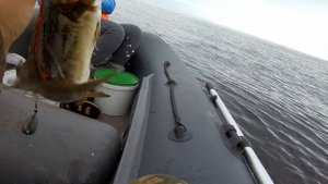БЕЛОЕ МОРЕ/ТРЕСКА/ЗУБАТКА