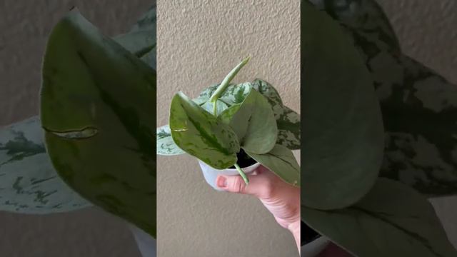 Help Identify! Scindapsus Pictus 'Exotica'? #houseplants #indoorplants #plantshopping #plants смотреть онлайн