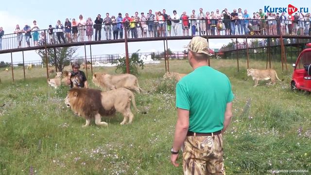 Пресс-тур в Тайган в саванну ко львам смотреть онлайн