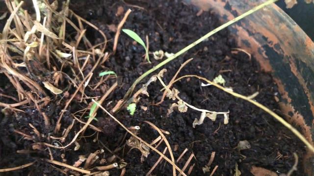 How to save dying fern? | Fern indoor Plants | Fern Saplings |Hack to save the plant |How to video смотреть онлайн