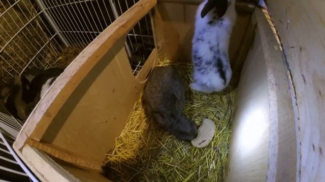 Кролики и хлеб. смотреть онлайн