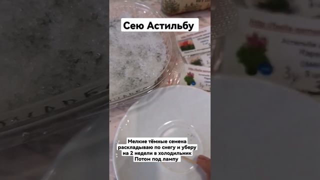 Посев Астильбы. Астильба из семян.