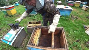 ПЕРЕСЕЛЯЮ 28 РОЙ ИЗ ЛОВУШКИ ПЧЁЛ С ПРИЗНАКАМИ СРЕДНЕРУССКОЙ ПОРОДЫ В УЛЕЙ.