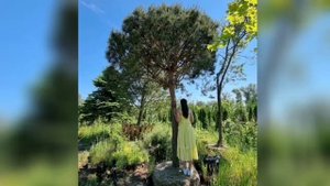 Деревья крупномеры \ крупные растения \ саженцы от производителя \ растения оптом \ плодовые хвойны