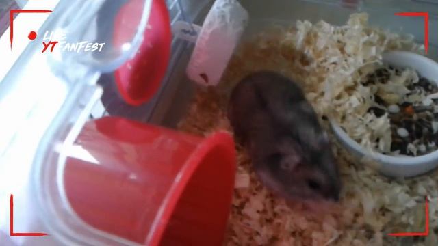 Насыпаю новый корм Соне. смотреть онлайн