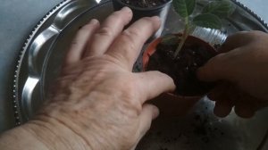 Проснулся клубень глоксинии зимой. Что делать?// The gloxinia tuber woke up in winter.//