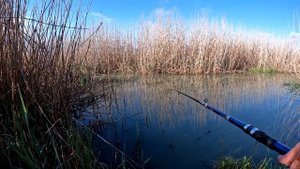 В ЭТОЙ ЛУЖЕ МНОГО КАРАСЯ...ПРИГИБСКИЙ х.КРАСНЫЙ КОНЬ