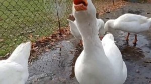 Гуси Мамут, 5 месяцев.