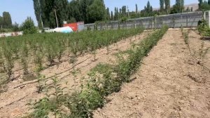 Всл-2 черенкуем 2 ой раз