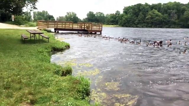 ДИКАЯ ЯГОДА_ГУСИ ЛЕБЕДИ и ФОТО НА ПАМЯТЬ смотреть онлайн