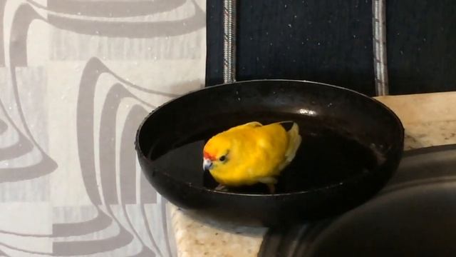 Какарик. Как купается попугай Какарик. Купание попугая. Как купать попугая. Уход за Попугаем. смотреть онлайн