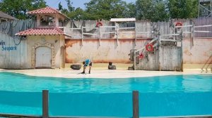 Boudewijn Seapark ||  Sealion Presentation || Amusement Park in Brugge