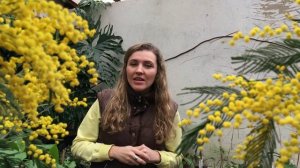 МИМОЗА ? РАЗОБЛАЧЕНИЕ ? Акация серебристая на 8 Марта