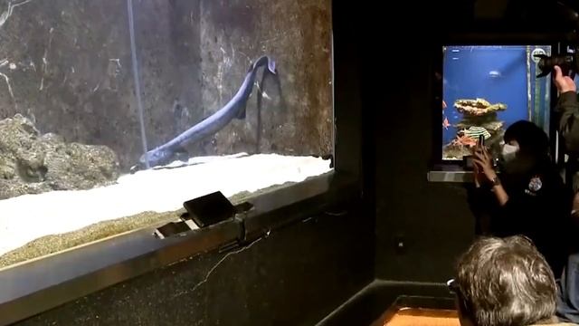 8 Самых Странных Обитателей Океана, в Существование Которых Вы Не Поверите смотреть онлайн