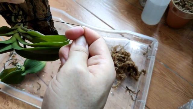 蝴蝶蘭 爛根 搶救方法| 改用上樹皮【Vinson Garden 講花經】 смотреть онлайн