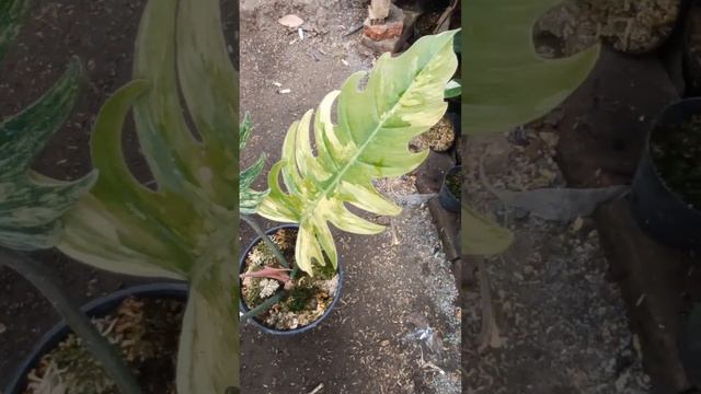 PHILODENDRON CARAMEL VARIEGATA