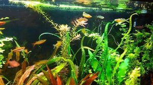 Нанностомусы