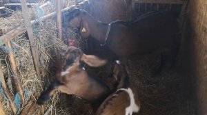 Все про окот. Информация для новичков.