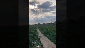 Бекстейдж с фотосессии про лотосы Июль 2020