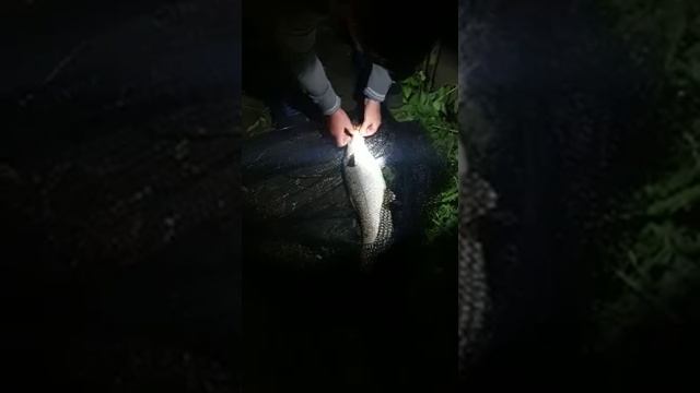 Крупный Усач на бойлы. р. Майн супер рыбалка. Рыбалка агонь. Хороший улов. смотреть онлайн