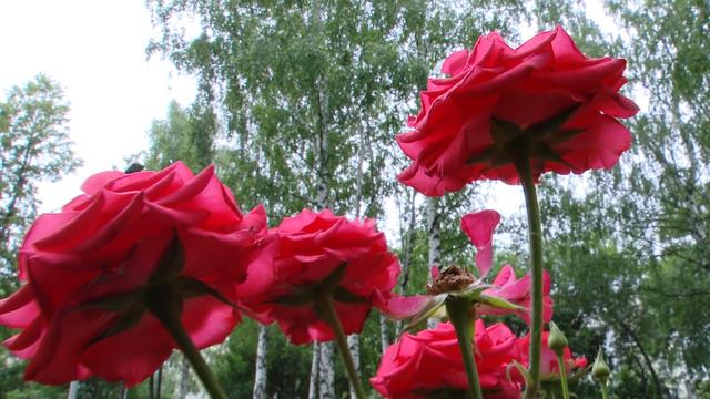 АгроПро 16.07.2024
