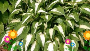 Хоста гибридная Найт Бефор Кристмас. Краткий обзор, описание hosta night before christmas
