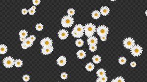 Ромашки на прозрачном фоне: футаж с альфа каналом